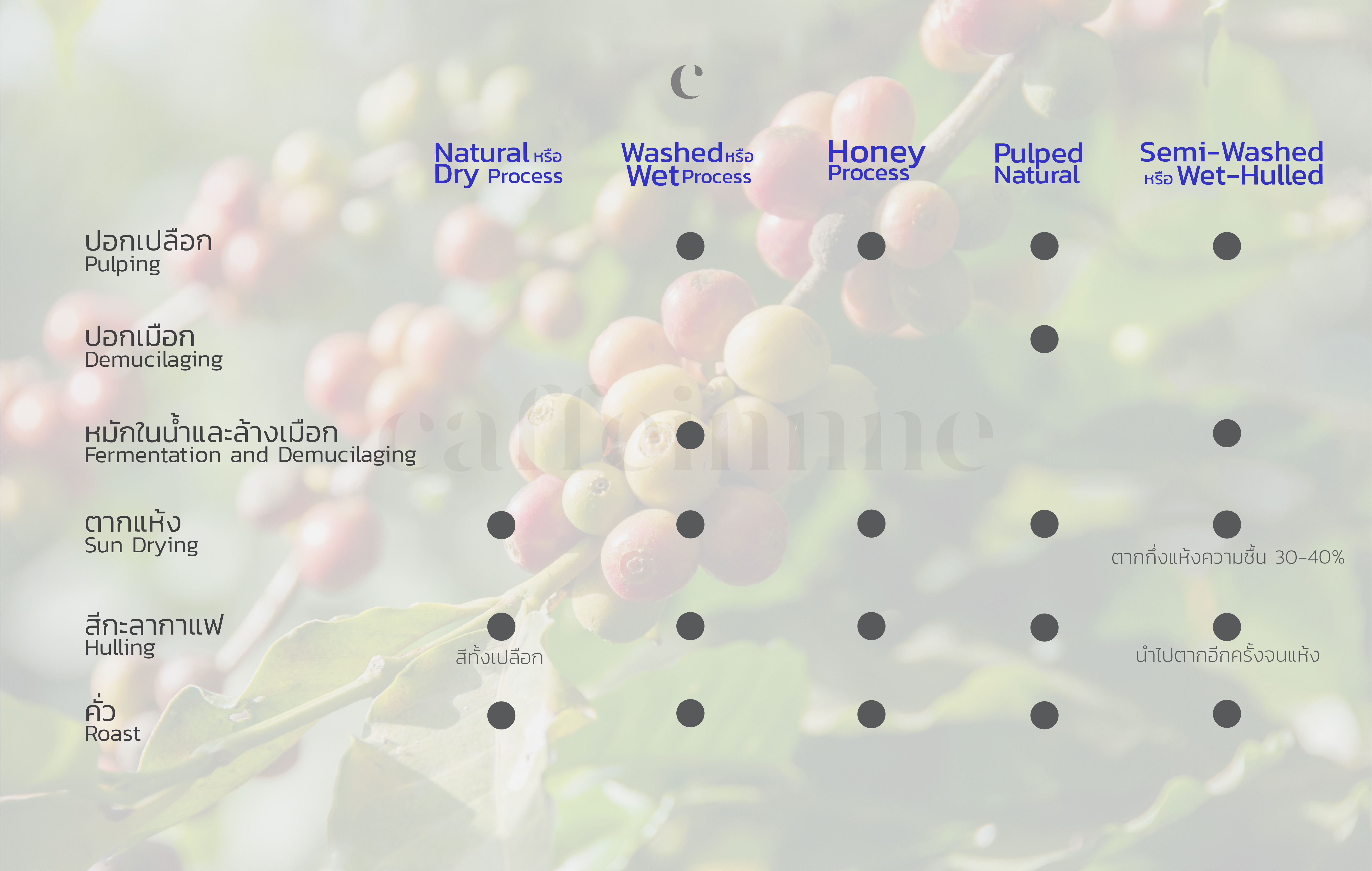 สรุปกระบวนการแปรรูปกาแฟ Coffee Processing 5 แบบ ได้แก่ Natural Process หรือ Dry Process, Washed Process หรือ Wet Process, Honey process, Pulped Natural และ Semi-Washed Process หรือ Wet-Hulled Process