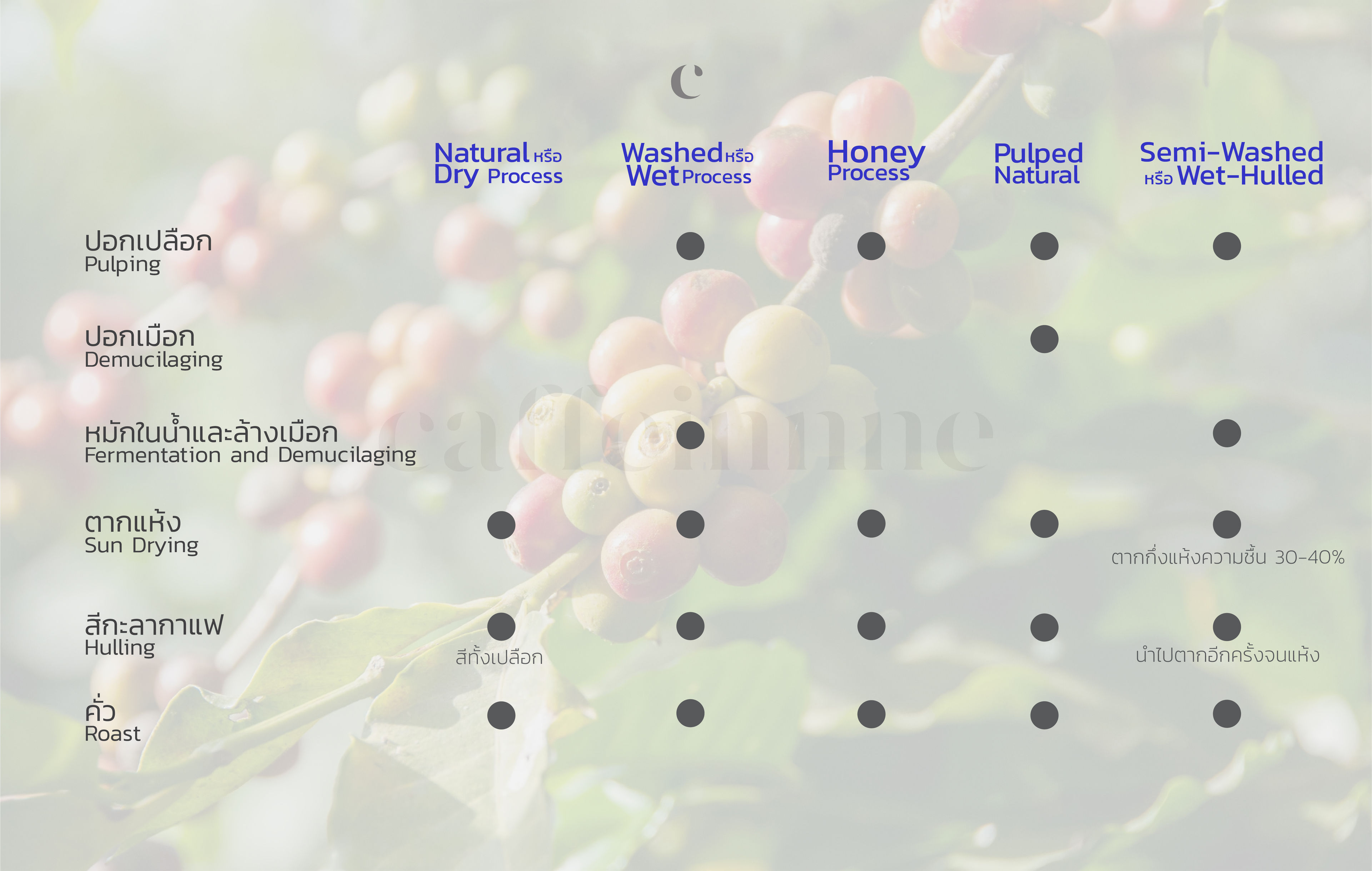 สรุปกระบวนการแปรรูปกาแฟ Coffee Processing 5 แบบ ได้แก่ Natural Process หรือ Dry Process, Washed Process หรือ Wet Process, Honey process, Pulped Natural และ Semi-Washed Process หรือ Wet-Hulled Process 