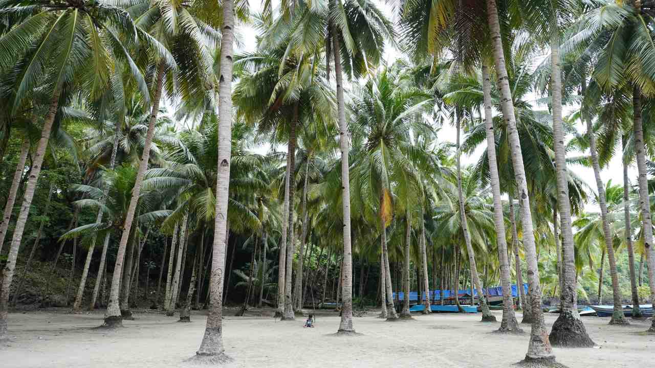 Pohon Kelapa Pantai