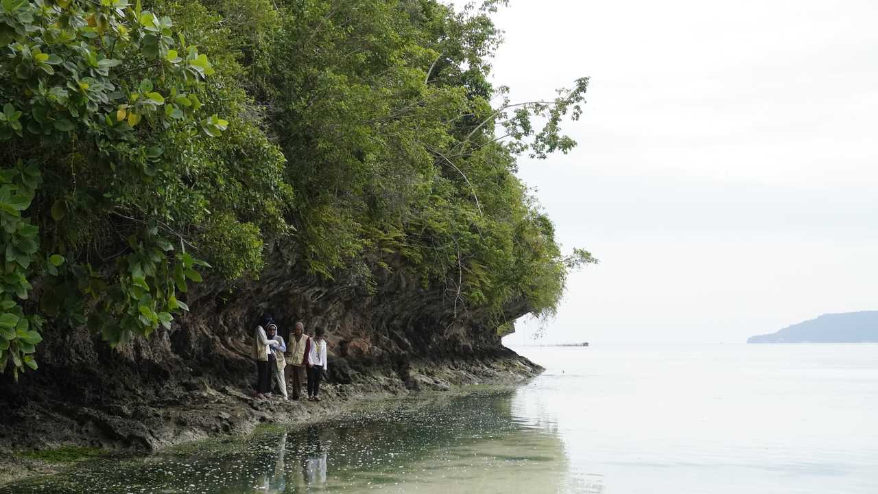 Tebing Mangrove