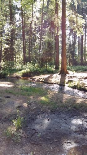 Pension am Tharandter Wald — foto 2