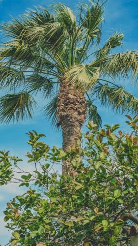 Pine House - Faro Airport, Beach and City Center — foto 4
