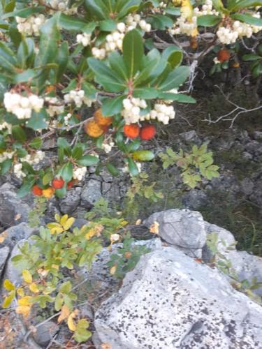 Sunce 4 — foto 5