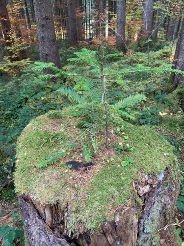Allgäu Traum — foto 3