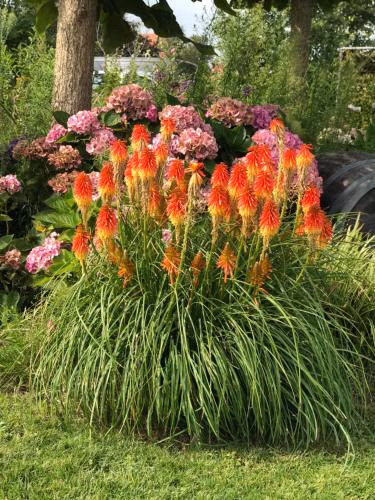 B&B Zonnedauw — foto 3