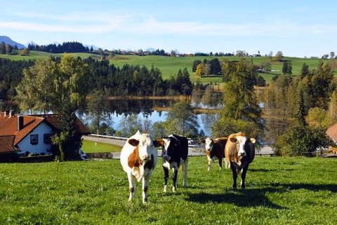 Gasthof "Zum Strauß" — foto 4