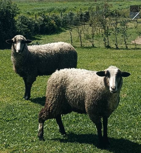 Moimenta Guest House — foto 1