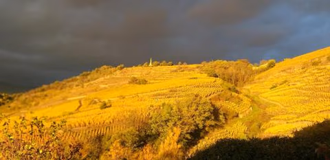 Wine Passion Panoramic — foto 1