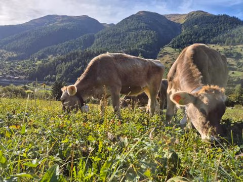 Gemütliches Walliser Chalet Nahe Aletschgebiet — foto 6