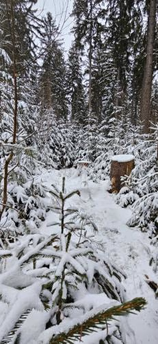 Ferienwohnung am Wald — photo 4