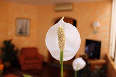 Hotel Beatrice — foto 6