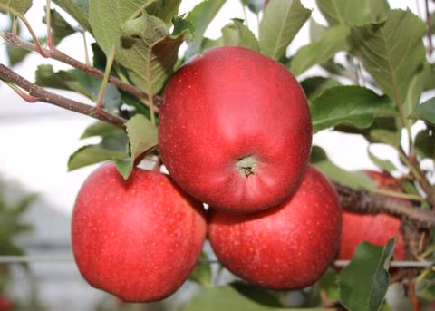 Pension zum Rebstock — foto 6