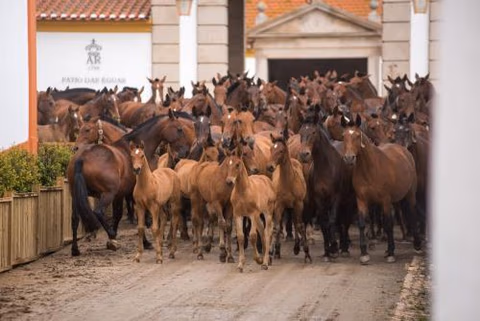 Vila Gale Collection Alter Real - Resort Equestre, Conference & Spa — foto 7