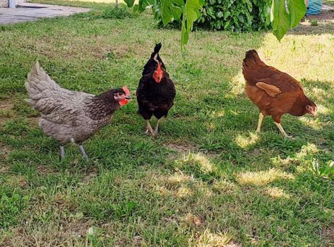 Les gites de Lescurou — foto 4