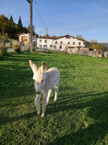 Agroturismo Pagoederraga — foto 4