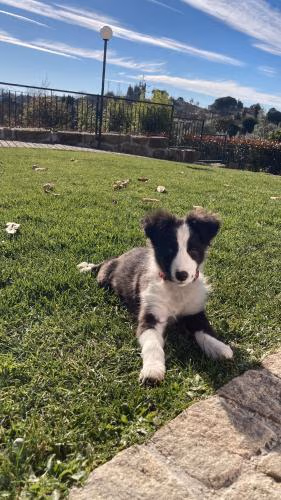 Quintinha Silvestre — foto 8