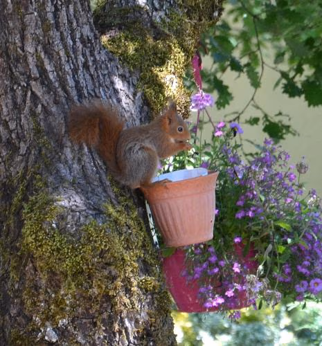 Les gites de Lescurou — foto 3