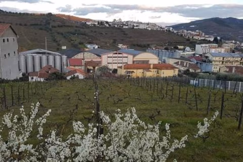 Casa Moscatel - Douro Valley — foto 6