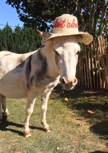 Gîte à la ferme Chant'alouette — foto 4