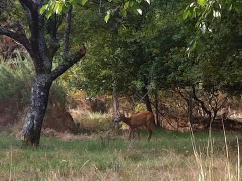 ENTRE CHEVREUIL ET CERF — foto 7