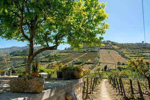Cosy Historical House in Lamego - Quinta do Cabo — foto 2