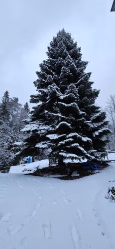 Ferienwohnung am Wald — photo 5