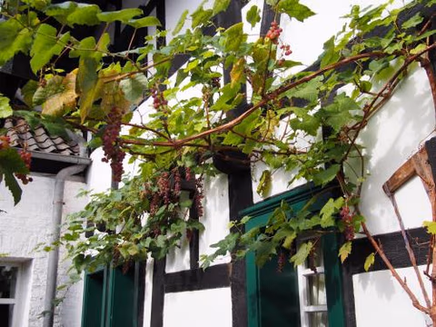 Falderhof — photo 8