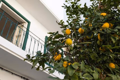Lemon Hostel Faro — foto 8