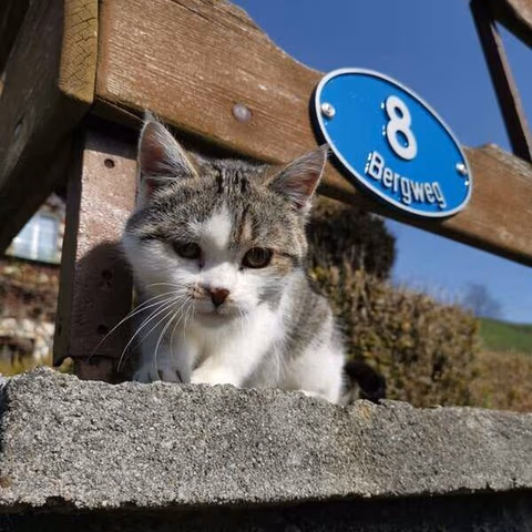 Oberhofstatt Bed and Breakfast — foto 8