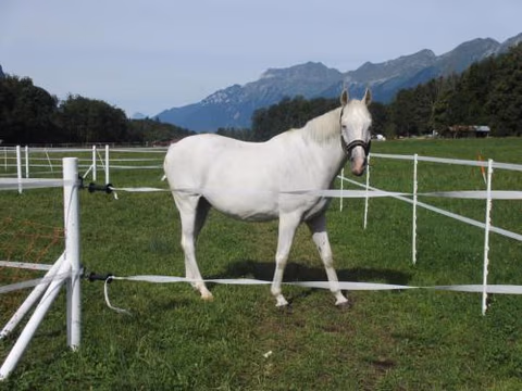 Eichhof Brienzwiler Berner Oberland — foto 8