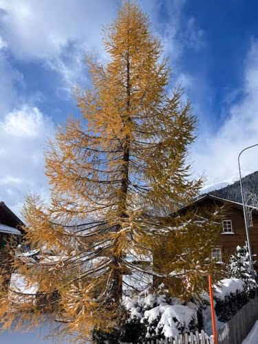Lovely appartment in Rueras bei Sedrun — foto 6
