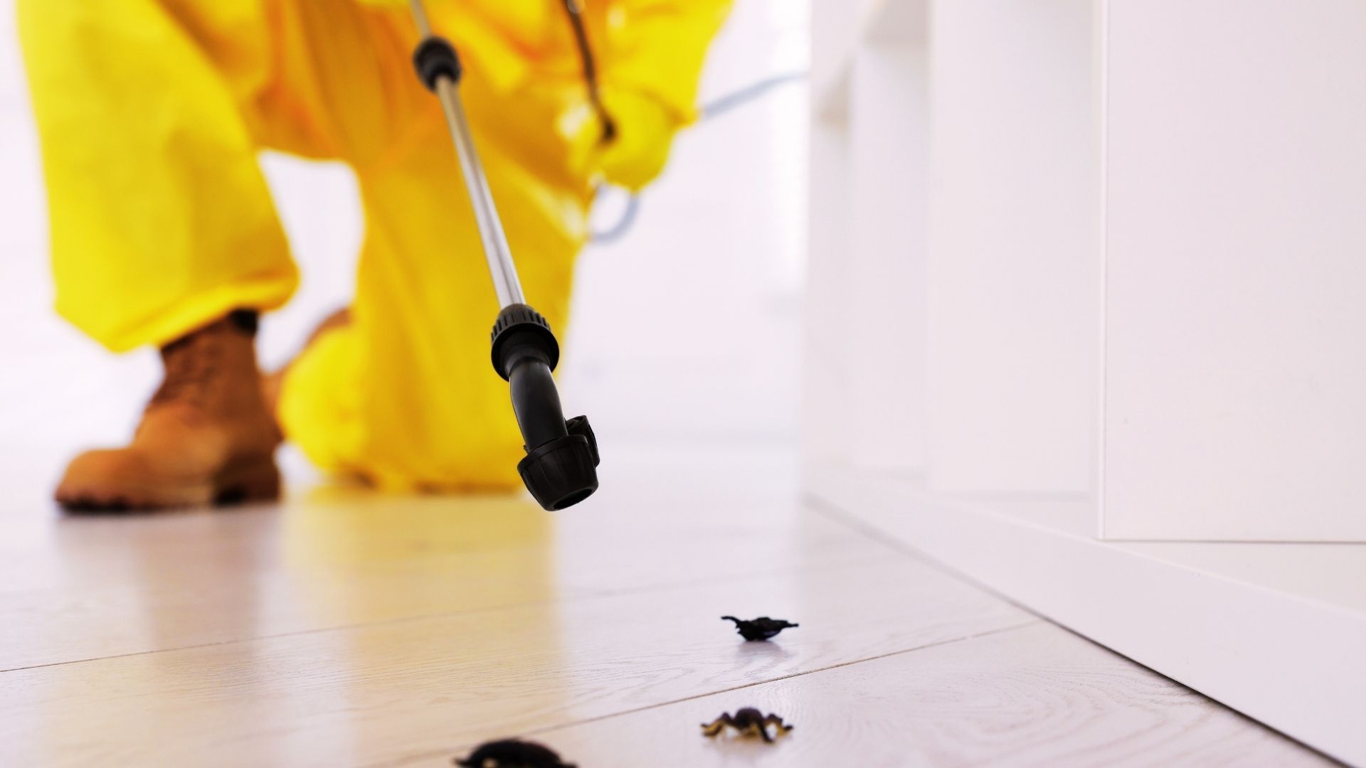 Termite Treatment in Talco, TX