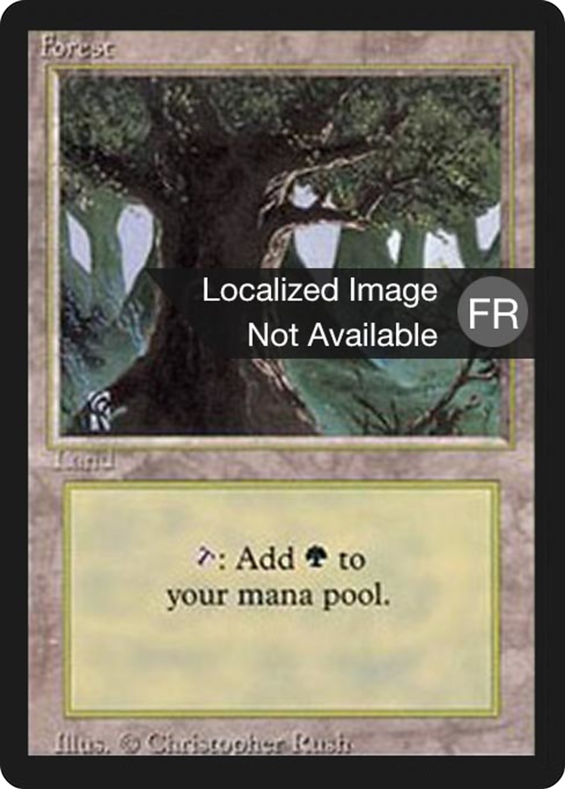 Forest — Foreign Black Border — Magic: The Gathering