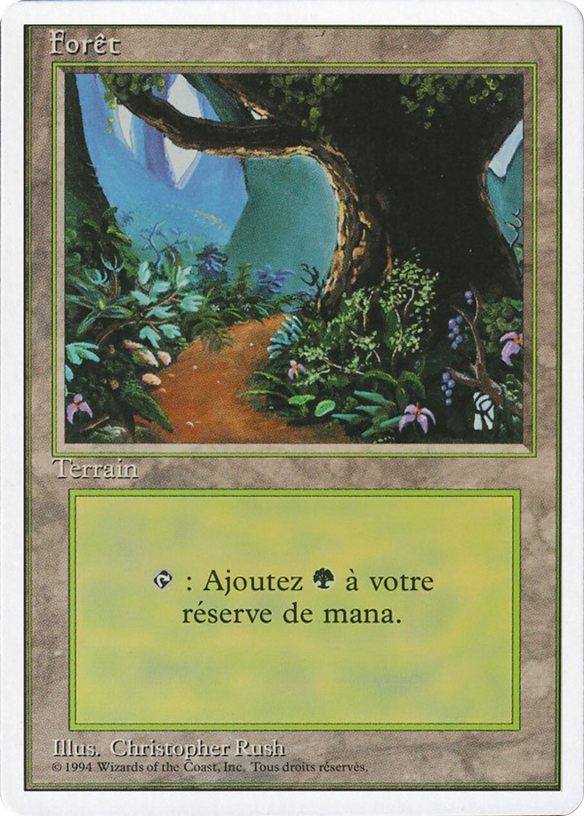 Forest — Foreign White Border — Magic: The Gathering