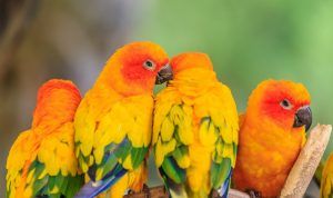 Lovebird Kuning Biru Hijau