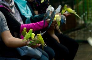 4 Jenis Burung yang Mudah Dipelihara dan Jinak