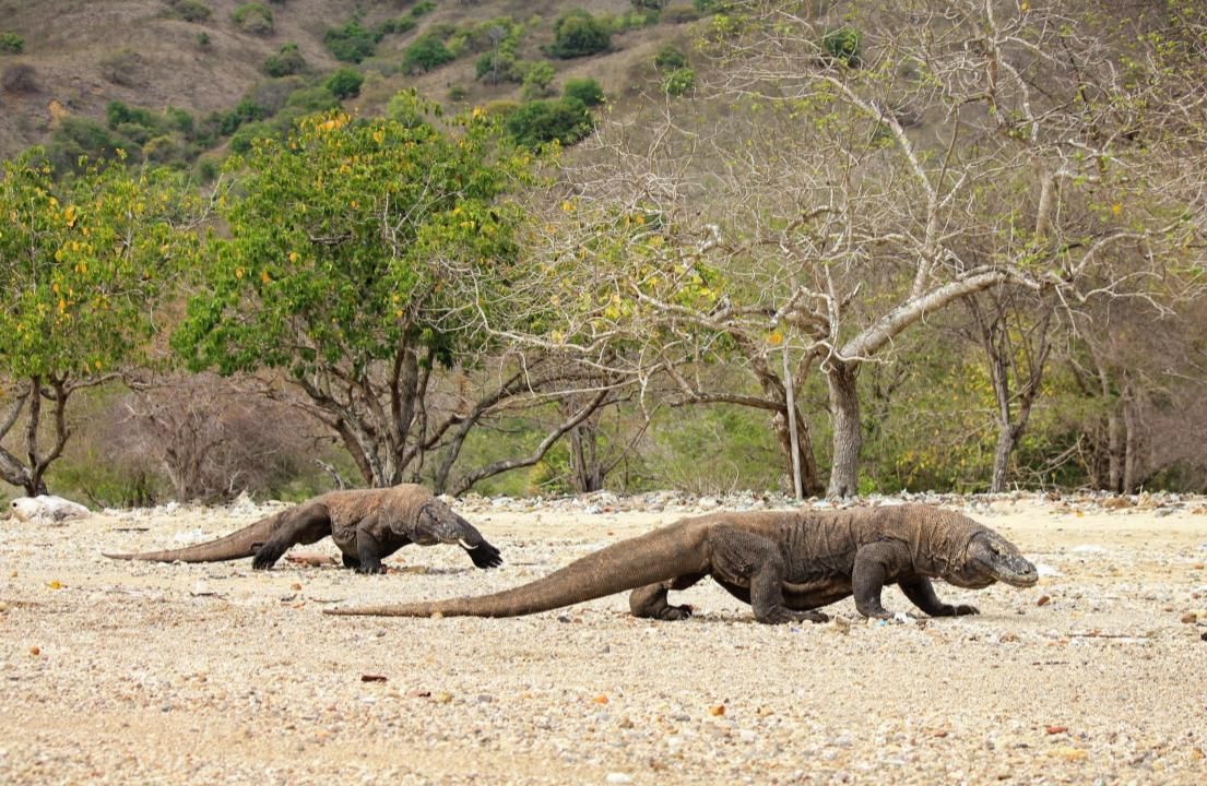 Taman Nasional Komodo