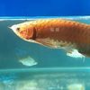 Sumber Berkat Arowana