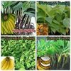 Pesona Nursery