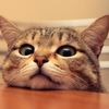Cute cat funny 1