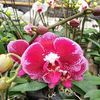 Fidandry_Orchid 