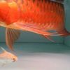 arowana red liong 