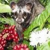 Civet Coffee Luwak