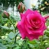 Picture type large20180708 7102 1mz5e93