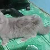 Jual Beli Kucing Peliharaan Padang Sumatera Barat Bekas Dan Baru