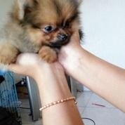 Jual Beli Anjing Peliharaan Bali Bekas Dan Baru Jualo