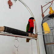 Jual Beli Burung Unggas Peliharaan Sepatan Banten Bekas Dan