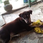 Jual Beli Anjing Peliharaan Jawa Tengah Bekas Dan Baru Jualo
