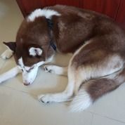 Jual Beli Anjing Peliharaan Bali Bekas Dan Baru Jualo