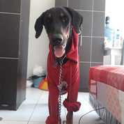 Jual Beli Anjing Peliharaan Bali Bekas Dan Baru Jualo